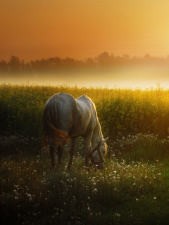 Sfondi White Horse At Sunset Meadow 240x320