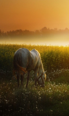 Sfondi White Horse At Sunset Meadow 240x400