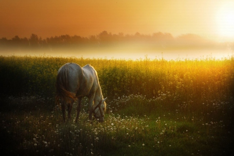 Fondo de pantalla White Horse At Sunset Meadow 480x320