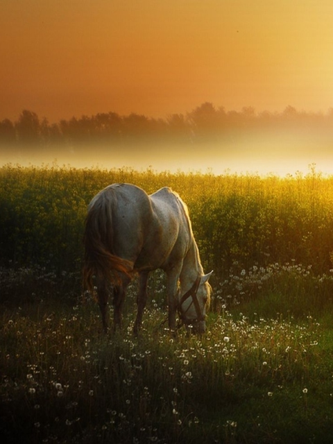 Screenshot №1 pro téma White Horse At Sunset Meadow 480x640