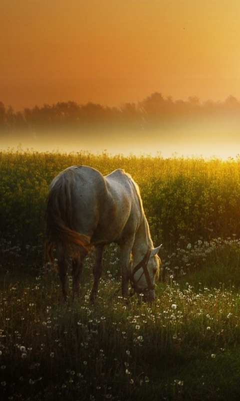 Sfondi White Horse At Sunset Meadow 480x800