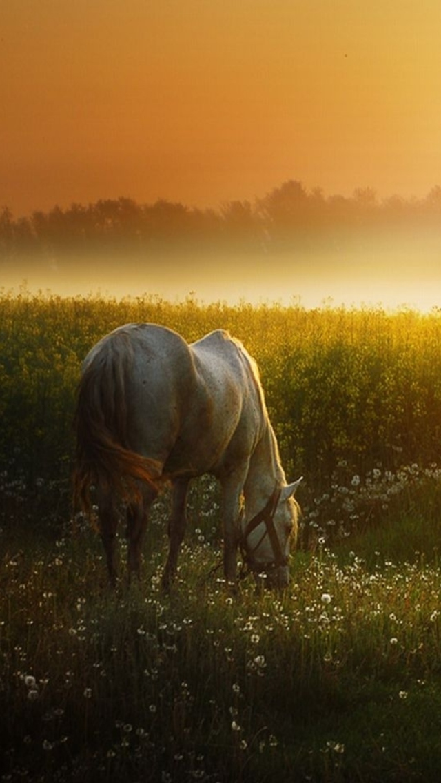 Sfondi White Horse At Sunset Meadow 640x1136