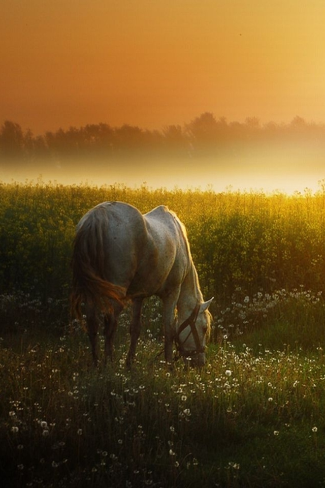 Sfondi White Horse At Sunset Meadow 640x960