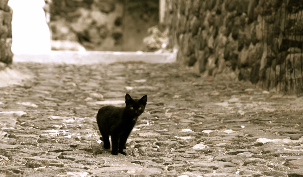 Little Black Kitten wallpaper 1024x600