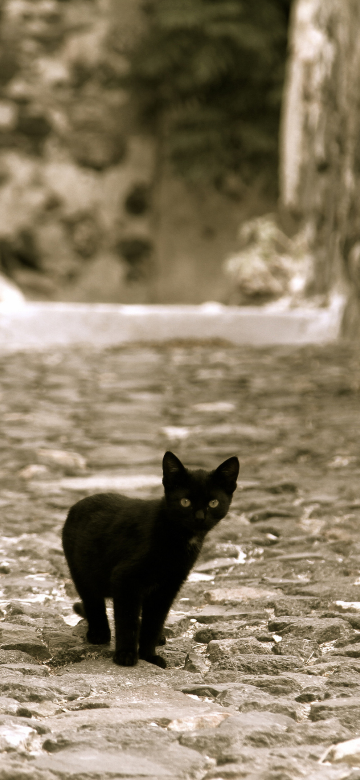 Little Black Kitten screenshot #1 1170x2532
