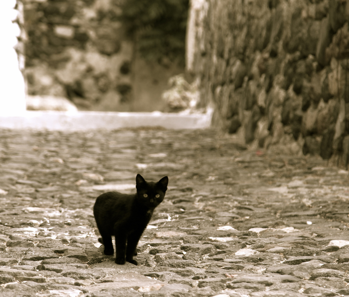 Sfondi Little Black Kitten 1200x1024