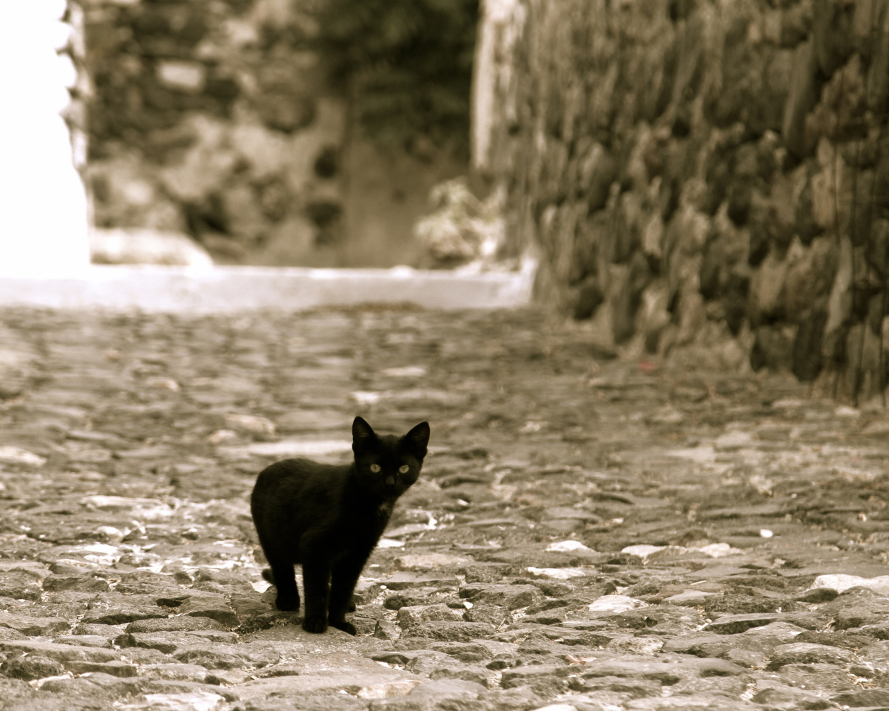 Fondo de pantalla Little Black Kitten 1280x1024