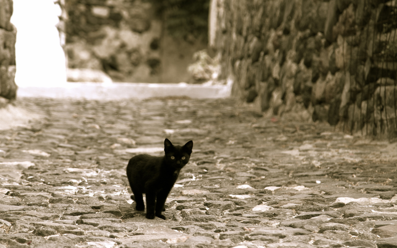 Fondo de pantalla Little Black Kitten 1280x800