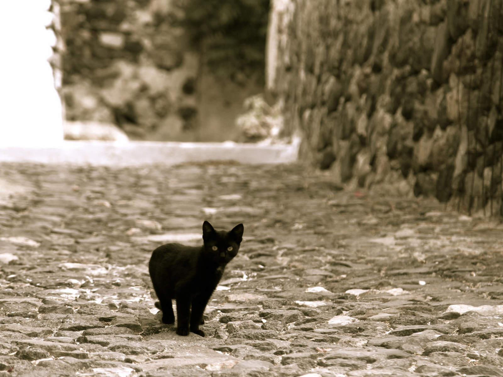 Fondo de pantalla Little Black Kitten 1600x1200