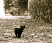 Little Black Kitten wallpaper 176x144