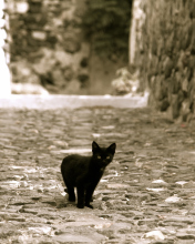 Das Little Black Kitten Wallpaper 176x220
