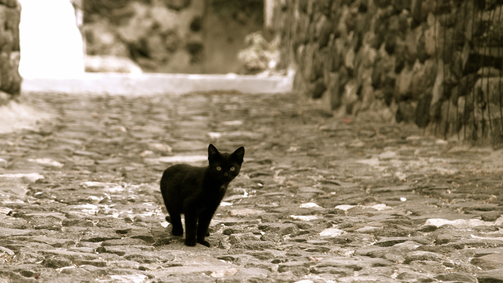 Обои Little Black Kitten 1920x1080