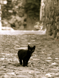 Fondo de pantalla Little Black Kitten 240x320