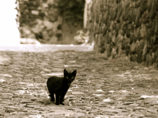 Das Little Black Kitten Wallpaper 320x240