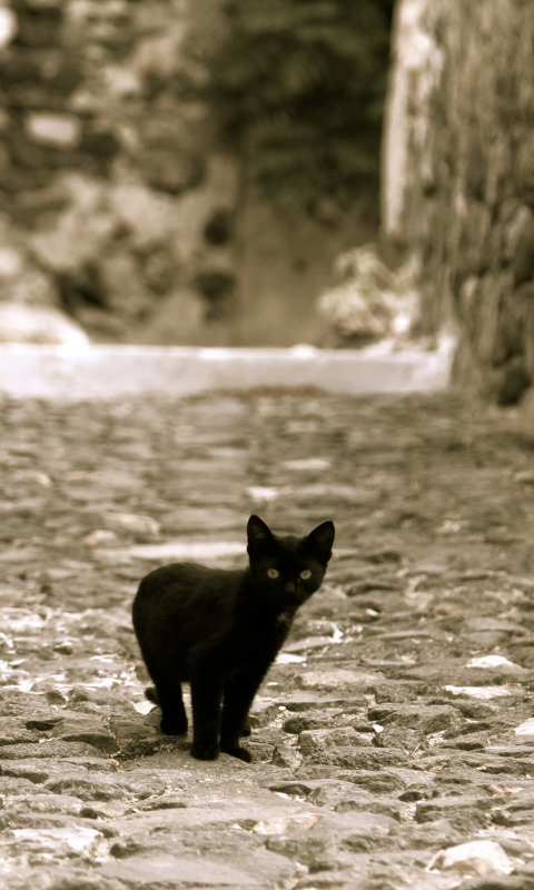 Little Black Kitten wallpaper 480x800