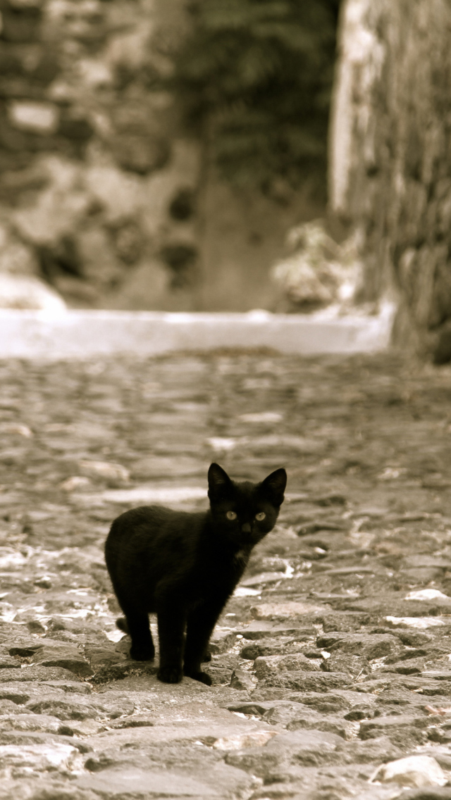 Sfondi Little Black Kitten 640x1136