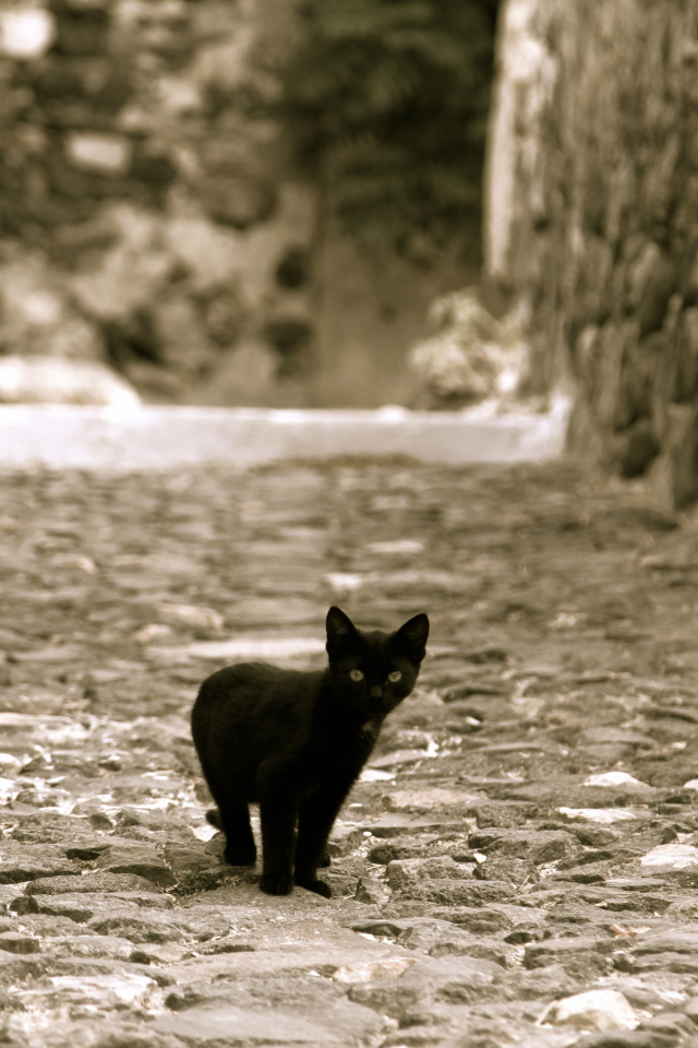 Little Black Kitten screenshot #1 640x960