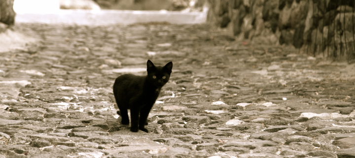 Little Black Kitten wallpaper 720x320