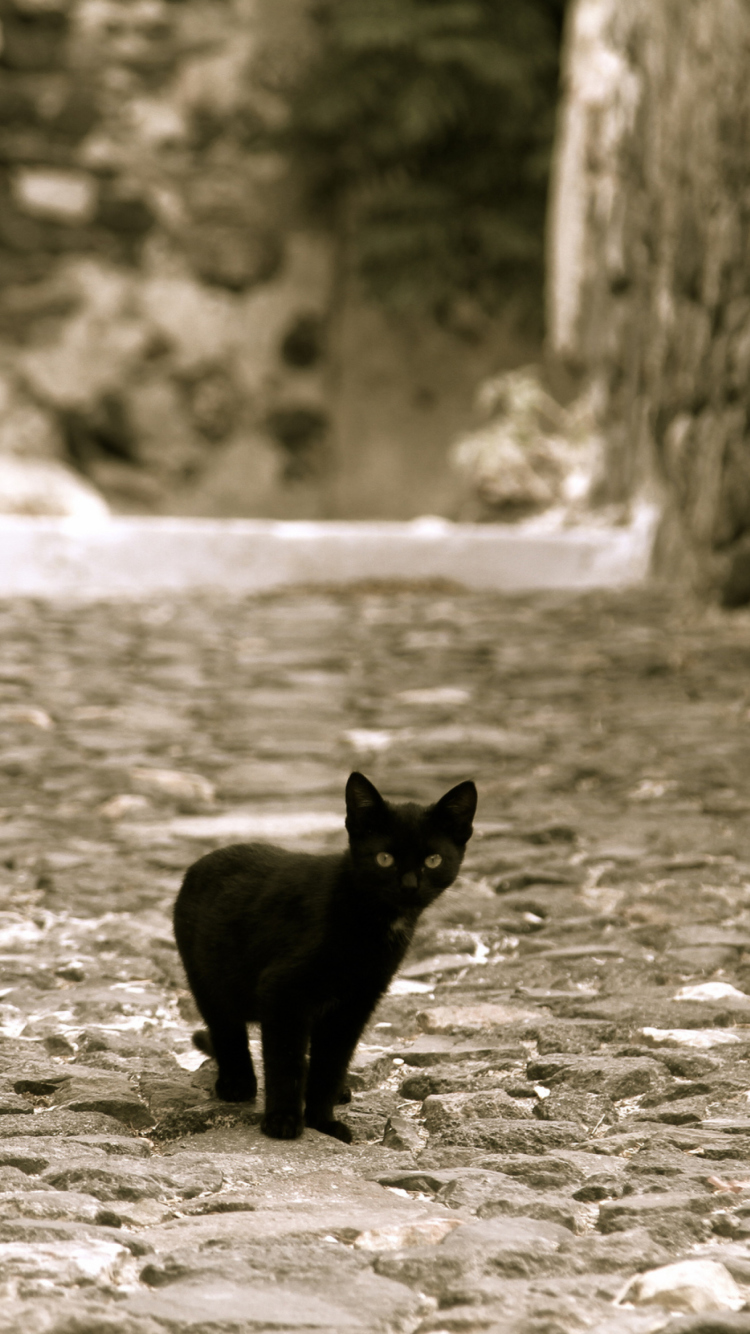 Fondo de pantalla Little Black Kitten 750x1334