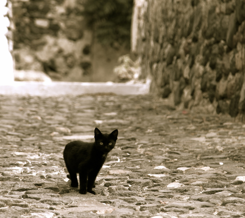 Little Black Kitten wallpaper 960x854