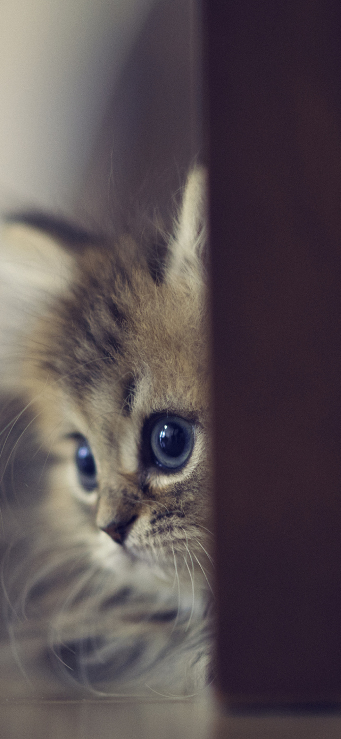 Sweet Little Kitten wallpaper 1170x2532