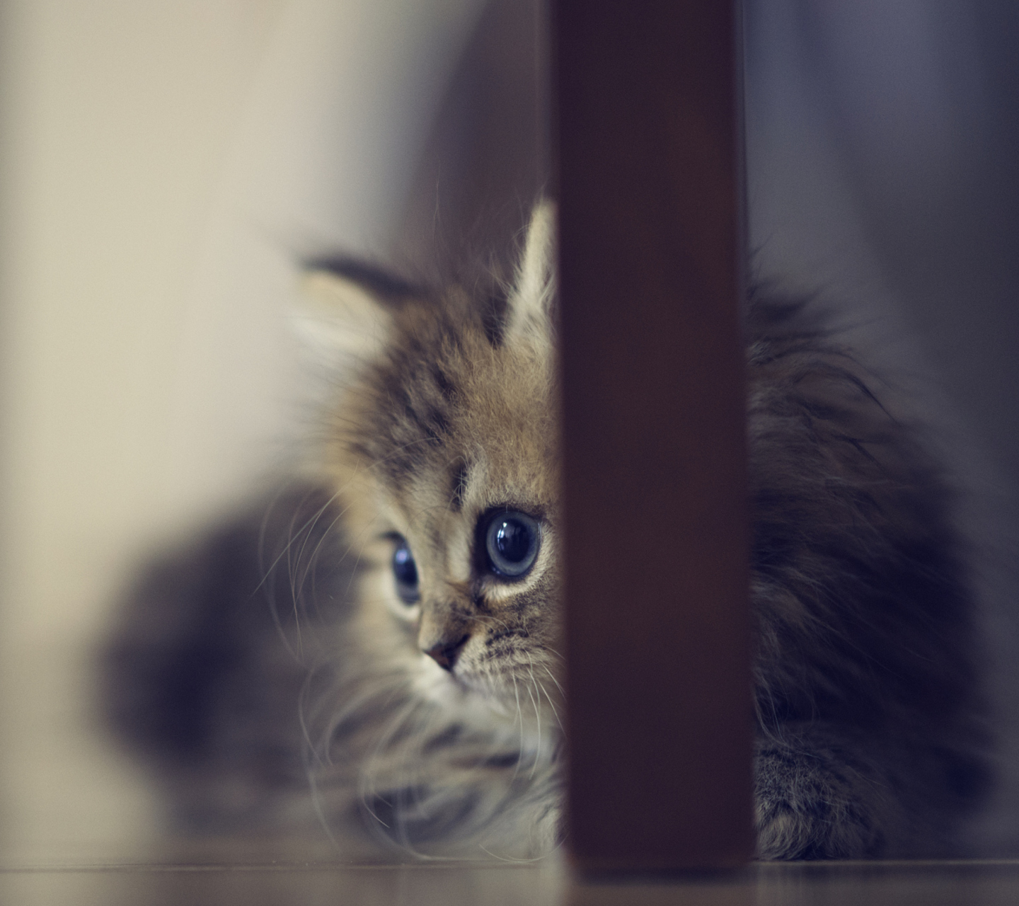 Fondo de pantalla Sweet Little Kitten 1440x1280