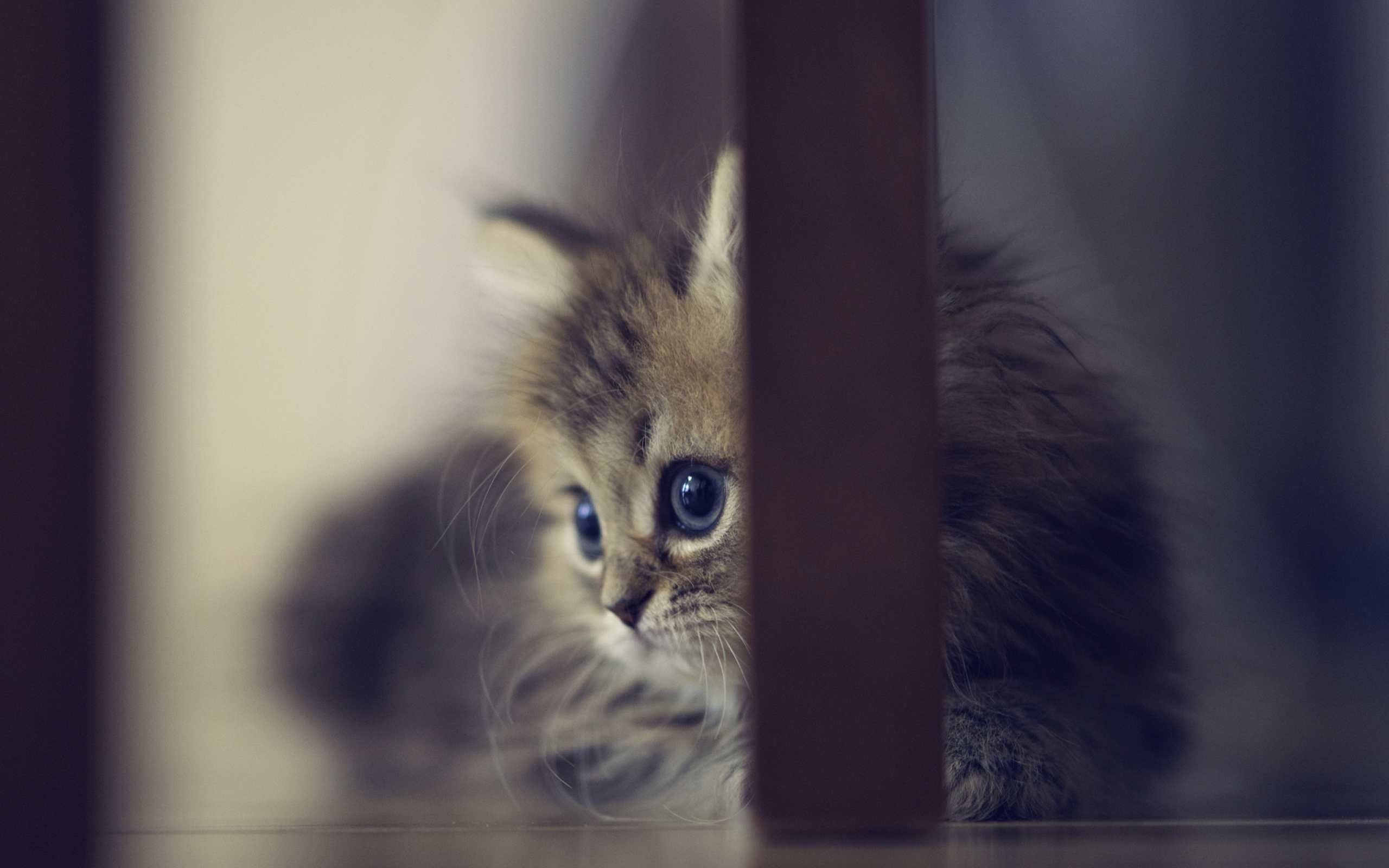 Sweet Little Kitten wallpaper 2560x1600