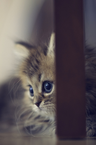 Sweet Little Kitten wallpaper 320x480