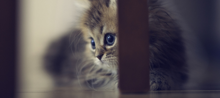 Sweet Little Kitten wallpaper 720x320
