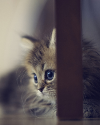 Sweet Little Kitten - Obrázkek zdarma pro HTC Touch Diamond CDMA