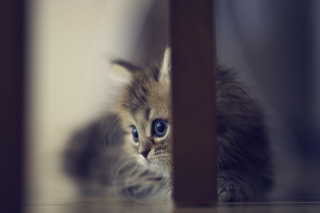 Sweet Little Kitten papel de parede para celular 