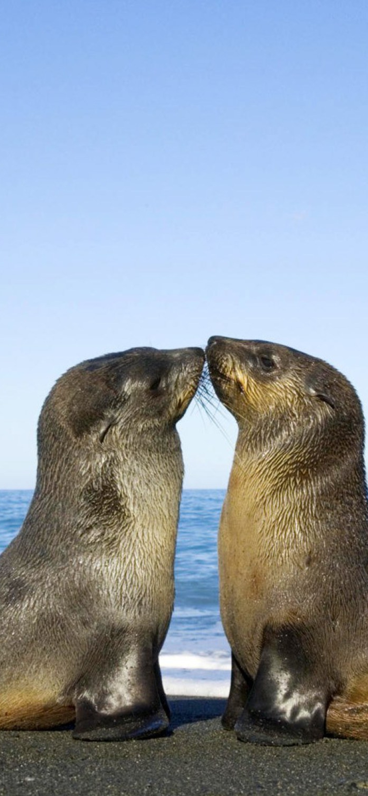 Antarctic Fur Seal screenshot #1 1170x2532