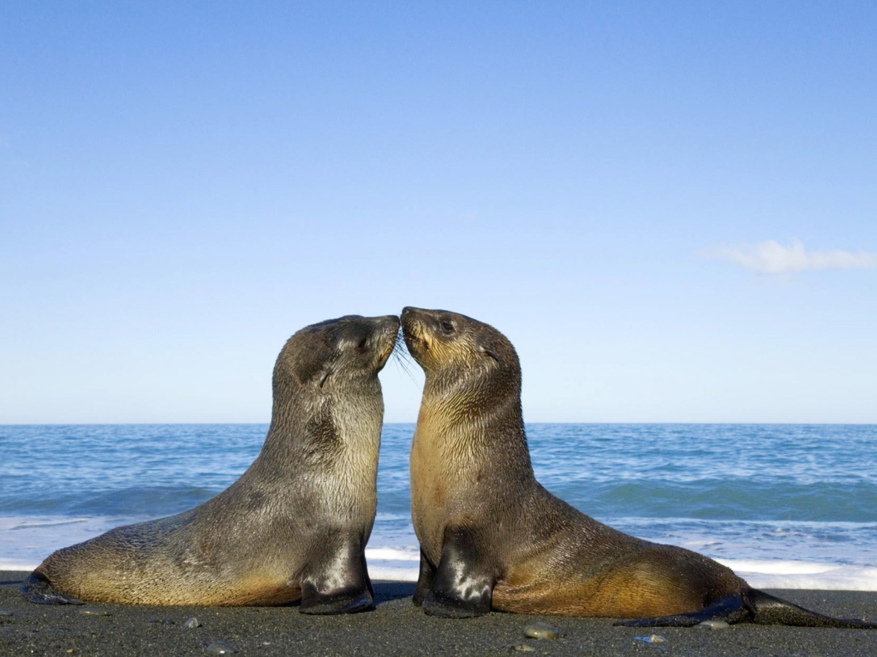 Antarctic Fur Seal screenshot #1 1280x960