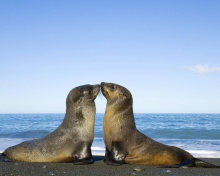 Antarctic Fur Seal screenshot #1 220x176