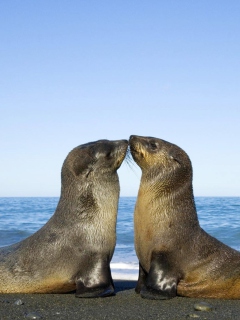 Antarctic Fur Seal wallpaper 240x320