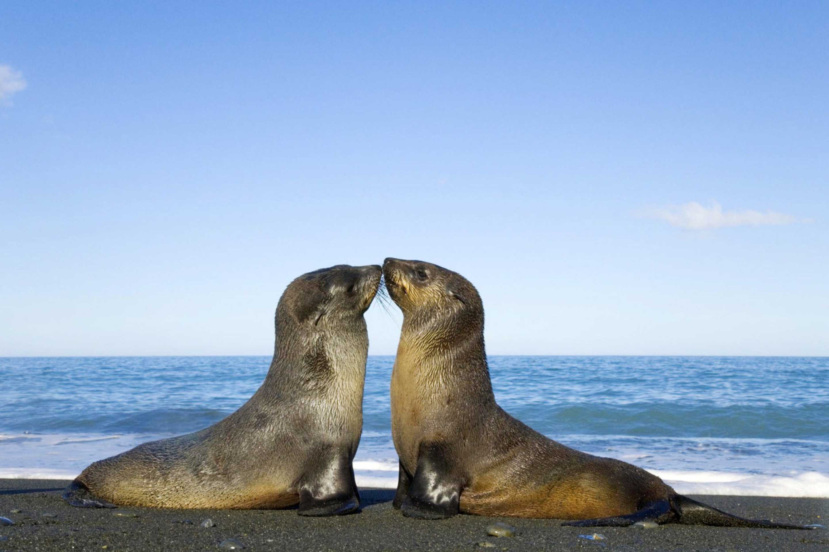 Seal's. Байкал Нерпа. Морской котик. Тюлень. Морские животные тюлень.