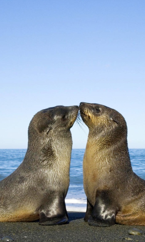 Antarctic Fur Seal screenshot #1 480x800
