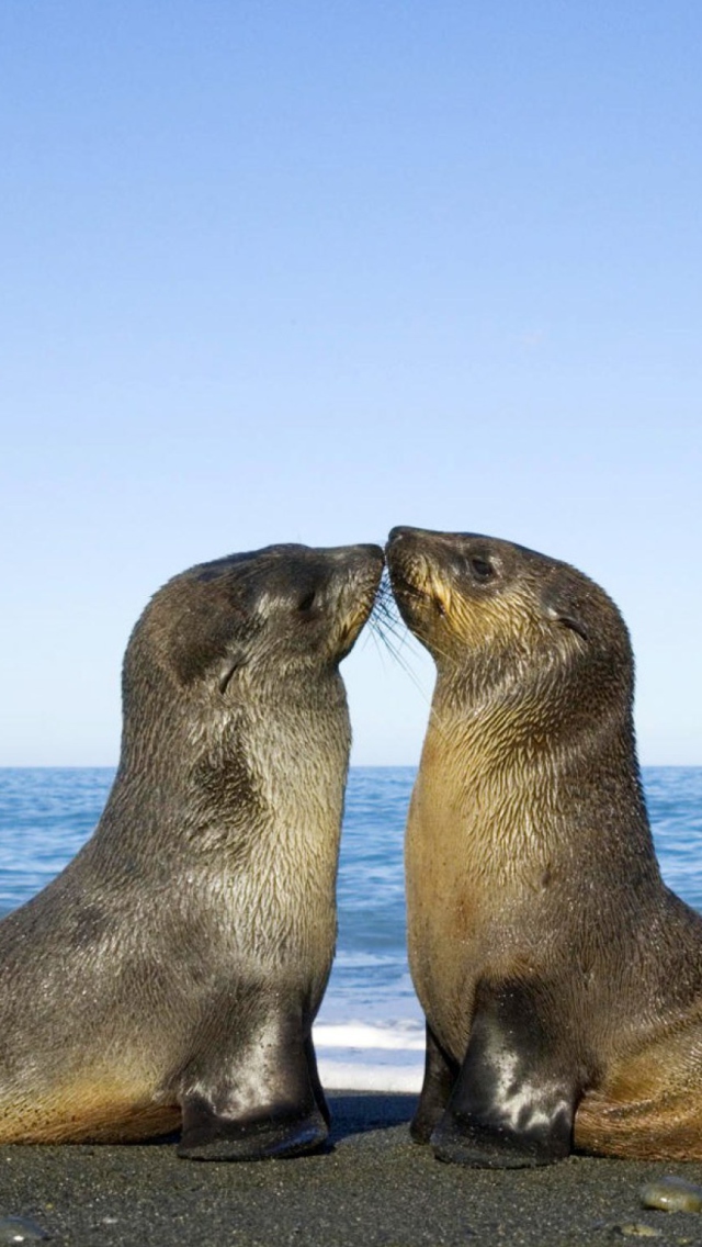 Fondo de pantalla Antarctic Fur Seal 640x1136