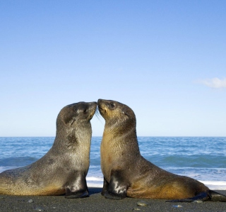 Kostenloses Antarctic Fur Seal Wallpaper für 208x208