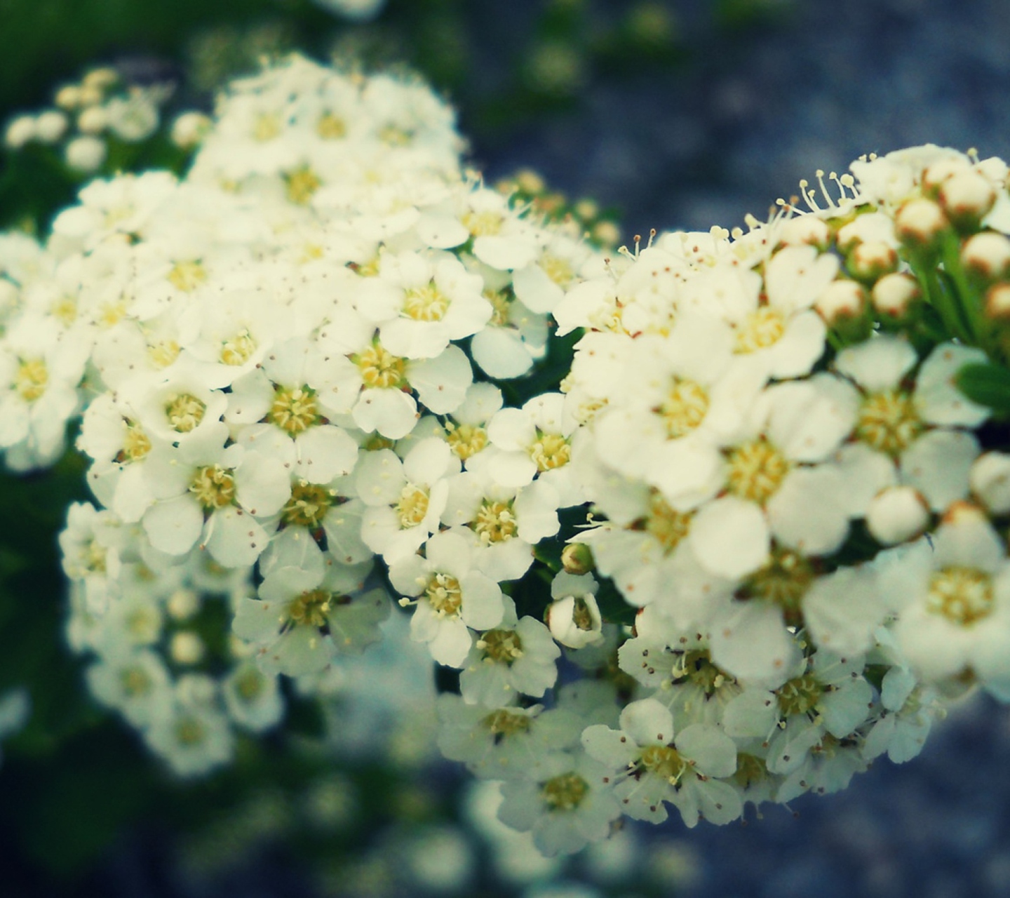 Cherry Flowers wallpaper 1440x1280