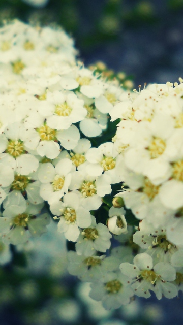 Das Cherry Flowers Wallpaper 360x640