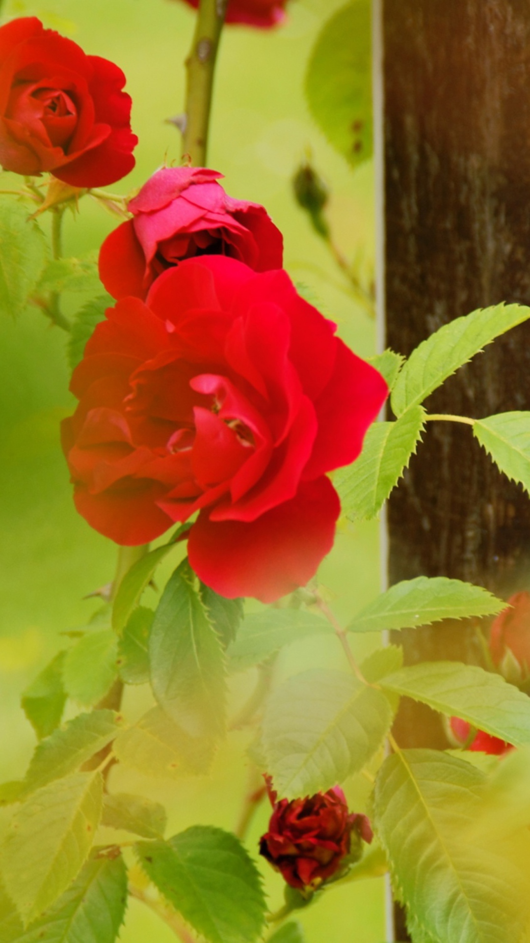 Fondo de pantalla Red Roses 1080x1920