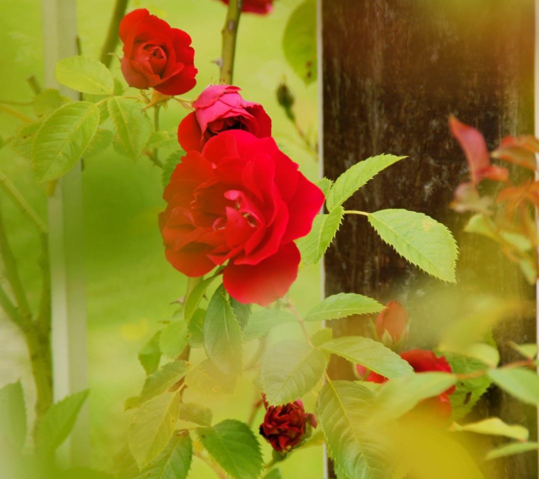 Red Roses wallpaper 1080x960