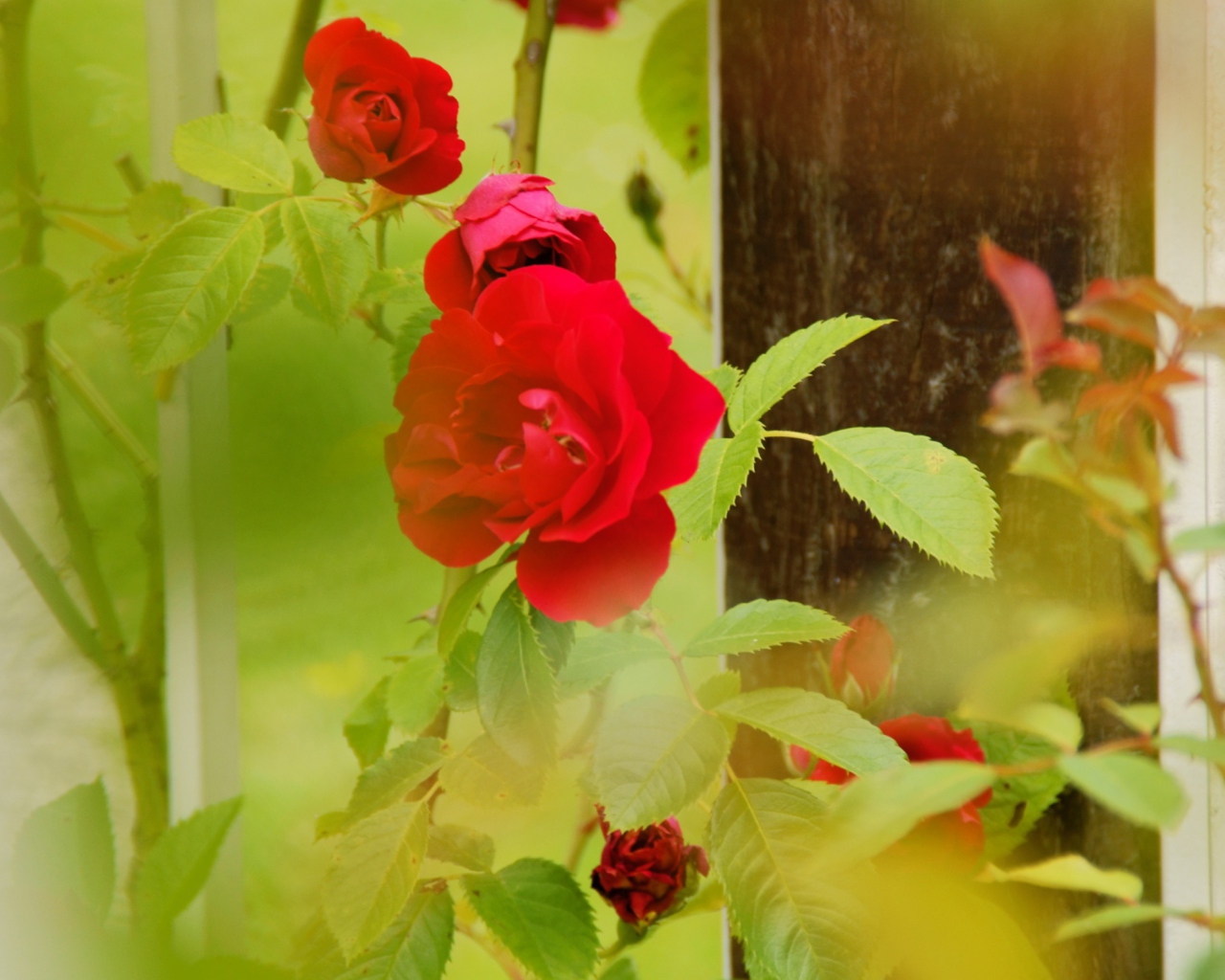 Fondo de pantalla Red Roses 1280x1024