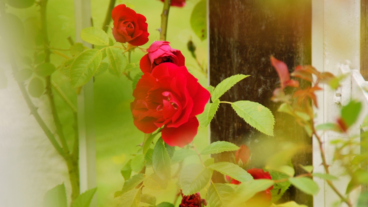 Обои Red Roses 1280x720