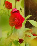 Fondo de pantalla Red Roses 128x160