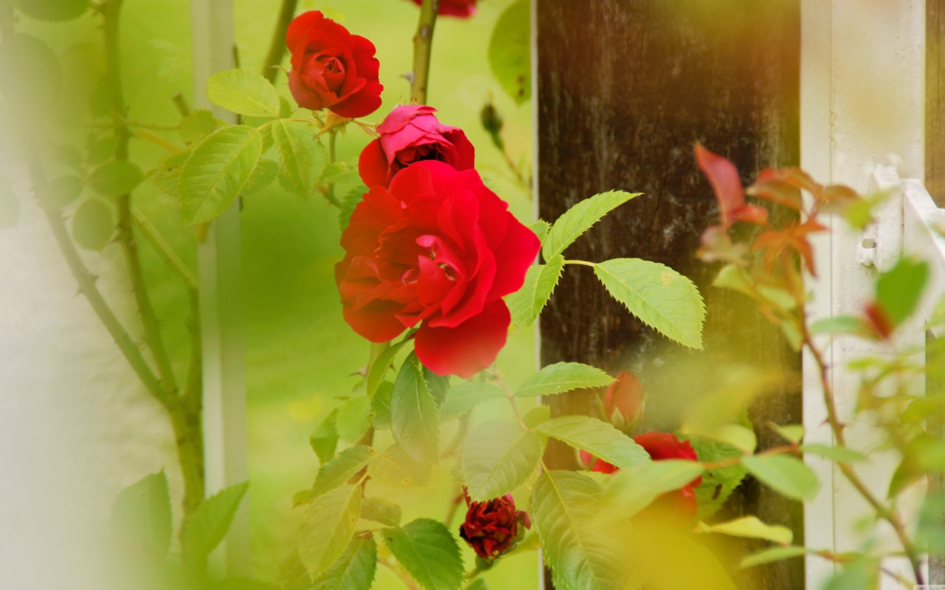 Fondo de pantalla Red Roses 1920x1200