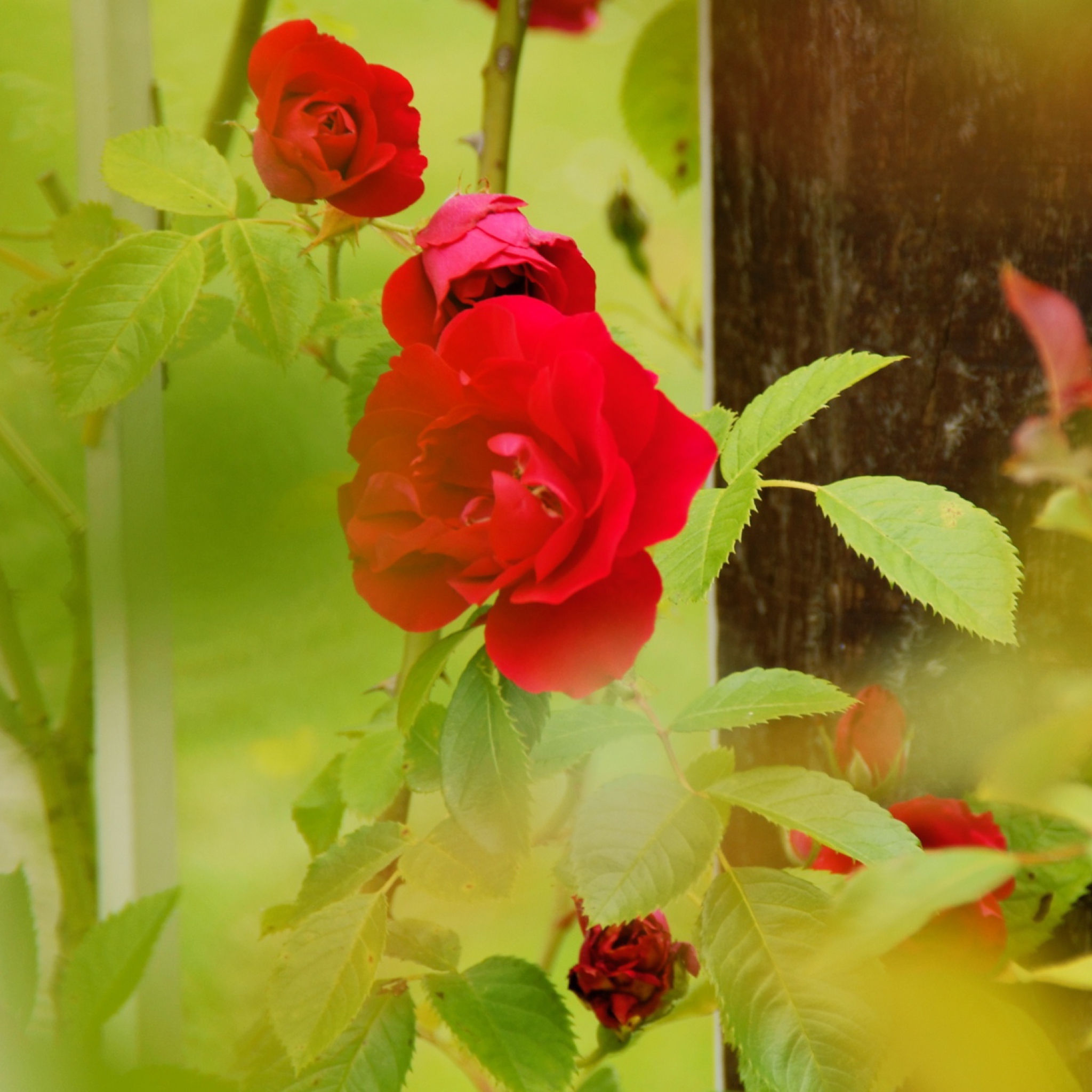 Fondo de pantalla Red Roses 2048x2048
