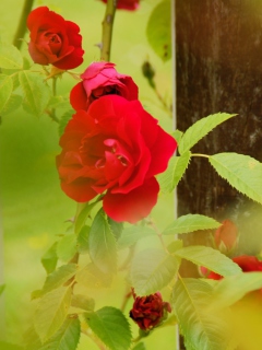 Red Roses wallpaper 240x320