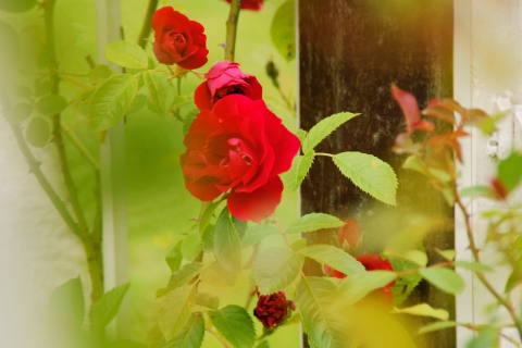 Fondo de pantalla Red Roses 480x320